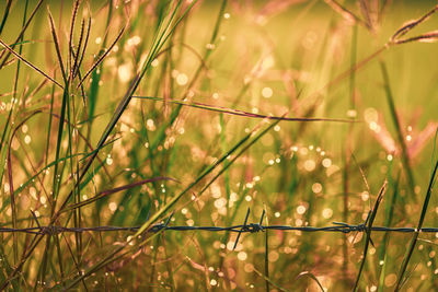 Close-up of wet grass on field during rainy season