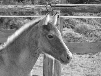 Close-up of horse in stable