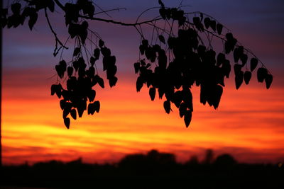 Close-up of silhouette tree against sky during sunset