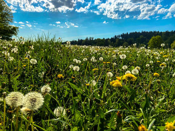 Scenic view of flowering plants on field against sky