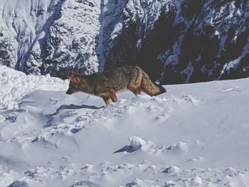 View of a snow on land