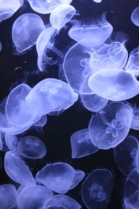 Close-up of jellyfish in sea