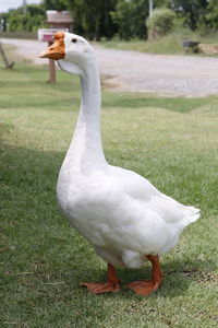 Close-up of swan on field