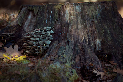 Close-up of mushrooms on tree trunk