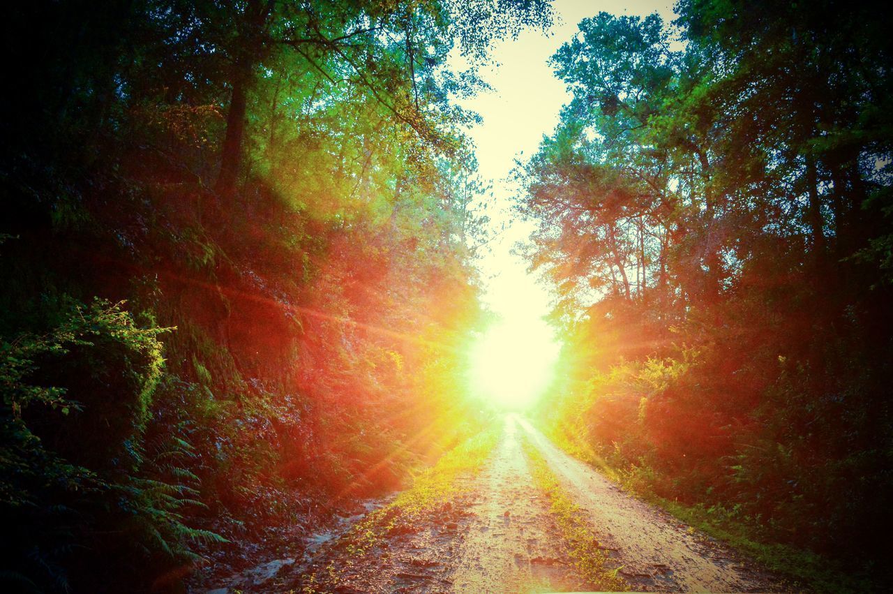 SUNLIGHT STREAMING THROUGH TREES IN THE FOREST