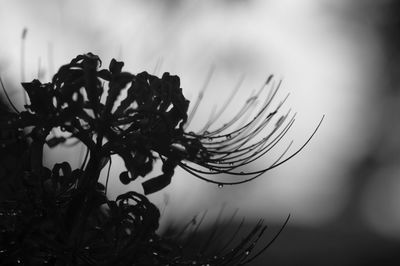 Close-up of plant against sky