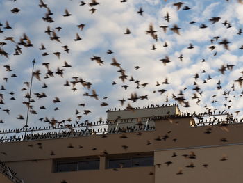 Flock of starlings.