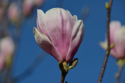 Close-up of pink rose flower bud