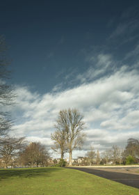 Trees on field against sky