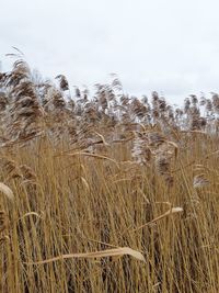 Close-up of stalks in field against sky