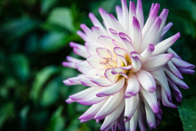 Close-up of pink flower