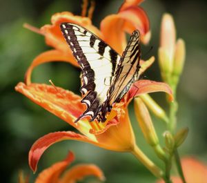 Close-up of butterfly pollinating on orange flower