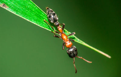 Close-up of ant on leaf