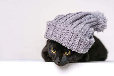 Curious black cute cat sits in a knitted hat with bubo. happy cat. cat closed