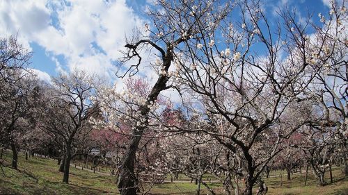 Low angle view of bare trees against sky