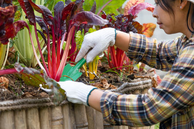High angle view of woman picking flowers