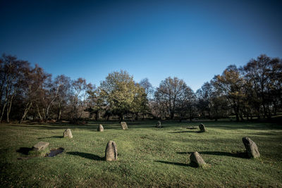 Trees on grassy field against clear sky