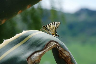 Close-up of butterfly on leaf