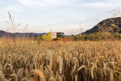 Organic farming, wheat field, harvest, combine harvester in the evening