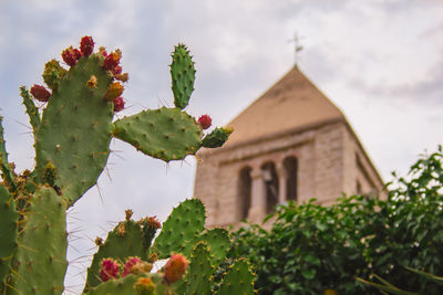 Close-up of flowering plant against building