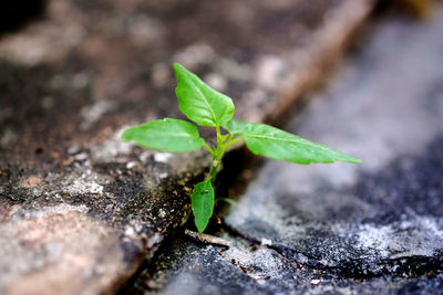 Close-up of young plant growing outdoors