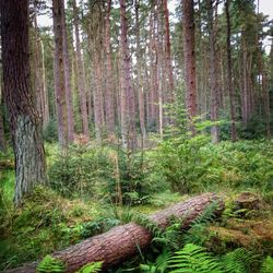 Trees in forest