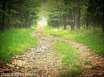 Footpath leading to forest