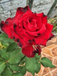 Close-up of red rose