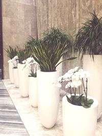 Potted plants on table