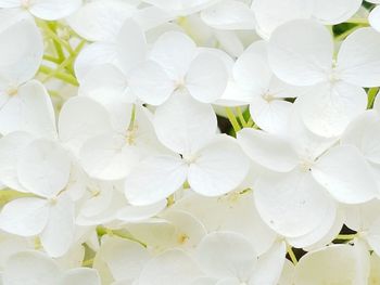 Close-up of white flowers