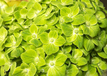 Green flower of hydrangea background texture