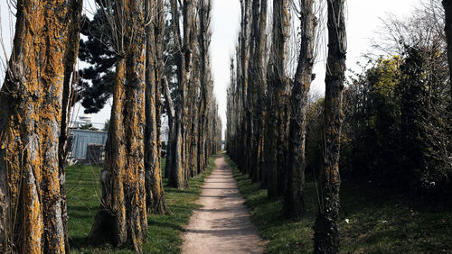 Footpath amidst trees in forest