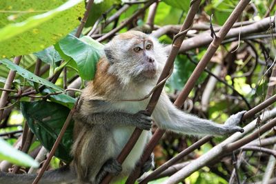 Monkey sitting on tree