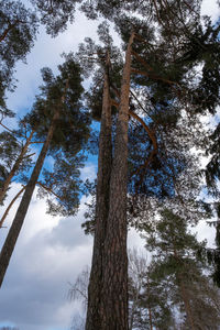 Low angle view of tree in forest against sky