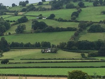 Scenic view of agricultural field