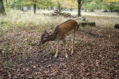 Deer in a forest