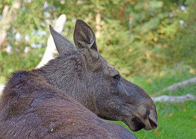 Close-up of horse on field