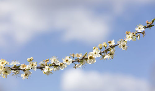Close-up of cherry blossoms against sky
