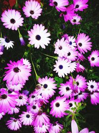 High angle view of flowers