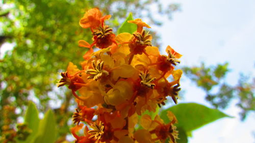 Close-up of yellow flower