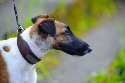 Close-up of dog looking away