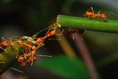 Close-up of ant on plant