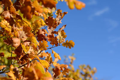 Low angle view of flowering plant against sky