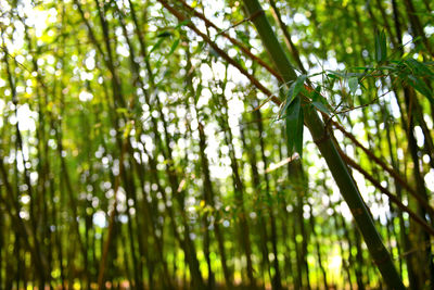 Low angle view of trees