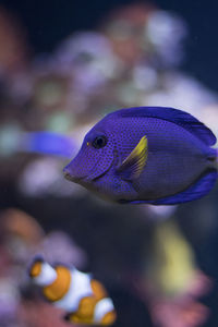 Close-up of fish swimming in aquarium