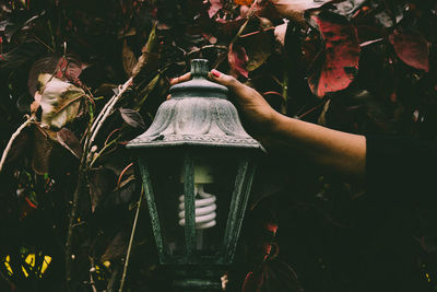 Close-up of person hand holding leaves