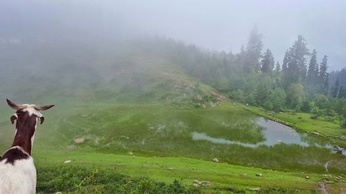 Scenic view of grassy field