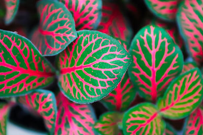 Closeup of pink veins on a fittonia houseplant.