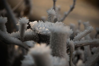 Close-up of white flowers