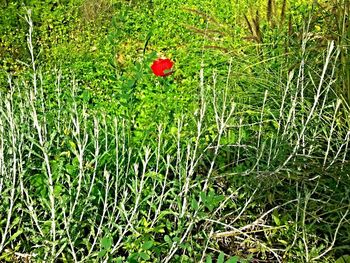 Plants growing on field